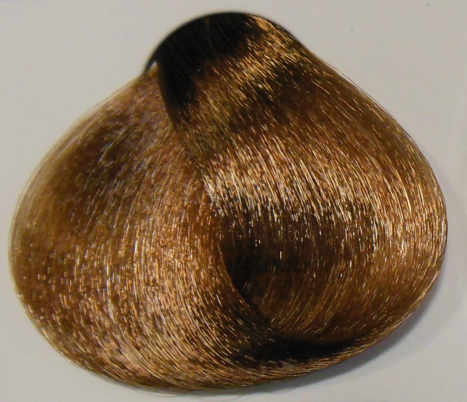 Fanola Color 8.13 - Biondo Chiaro Beige 100 ml